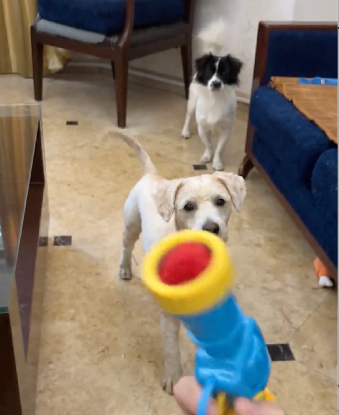 Customer photo review of Calming Puff Launcher (100 x soft fuzzy puff balls)