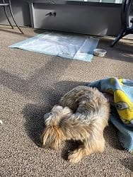 Customer photo review of Frontline Plus for Small Dogs 5-22 lbs – Flea & Tick Treatment