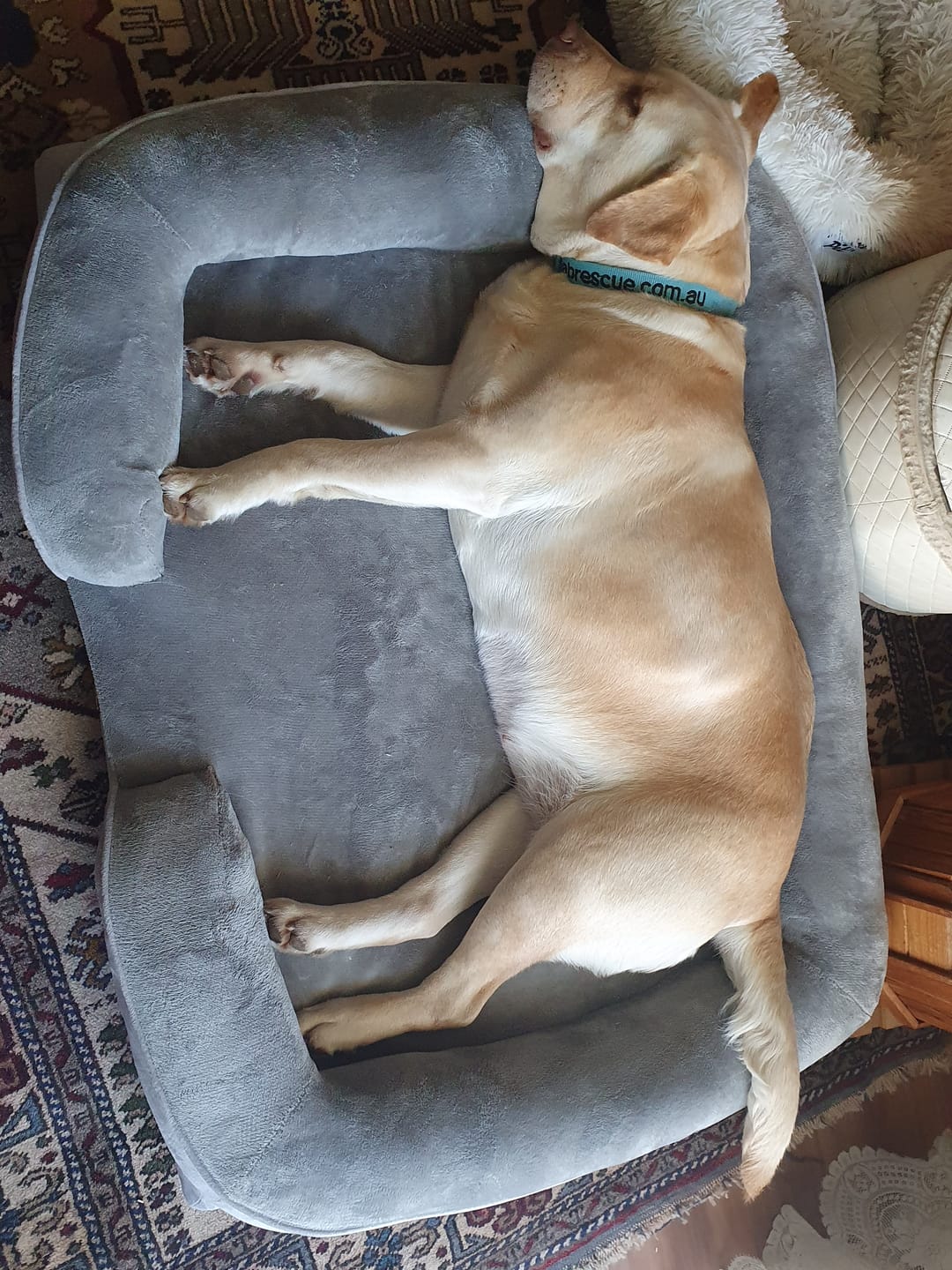 Customer photo review of Memory Foam Pet Sofa Bed
