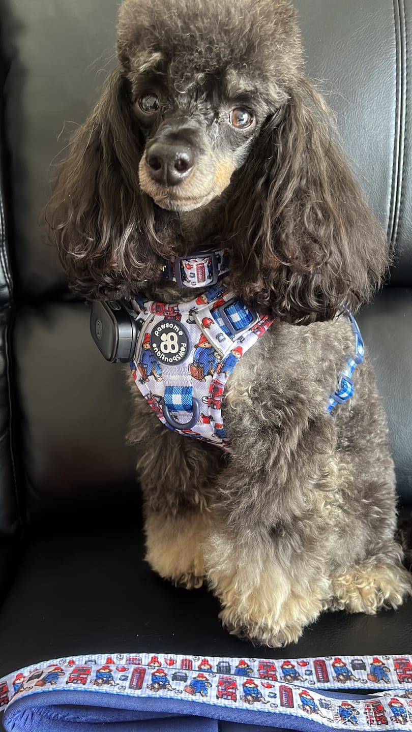 Customer photo review of Paddington™ Tough Trails™ Harness - London