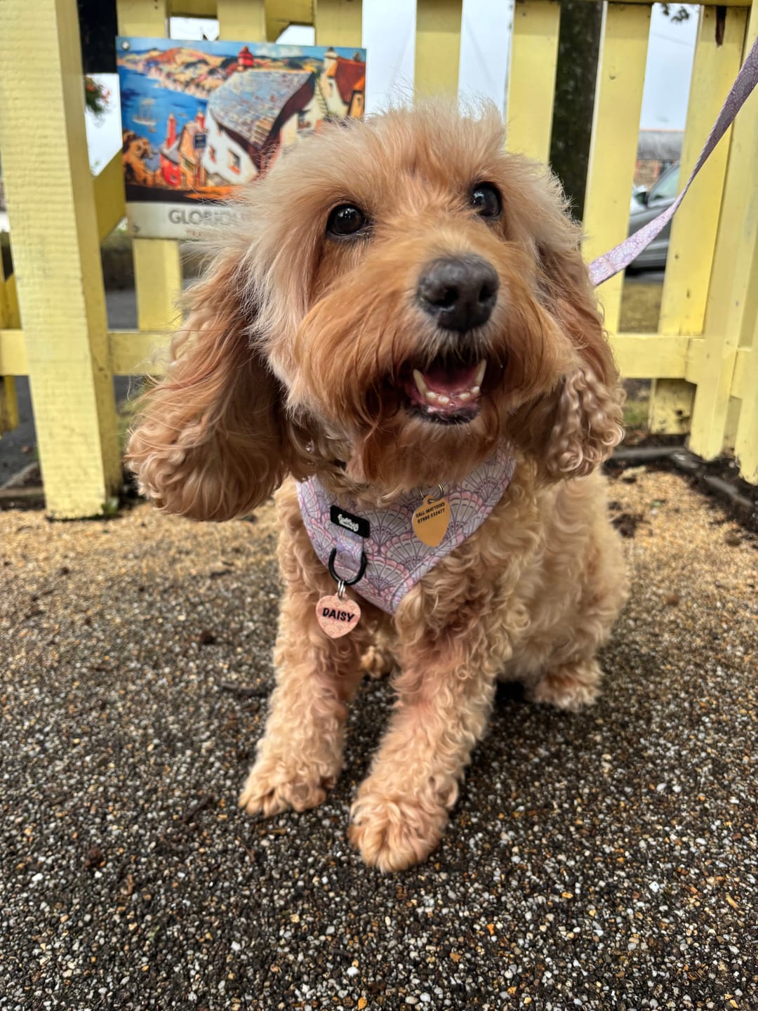 Customer photo review of Adjustable Dog Harness - Shell Yeah!