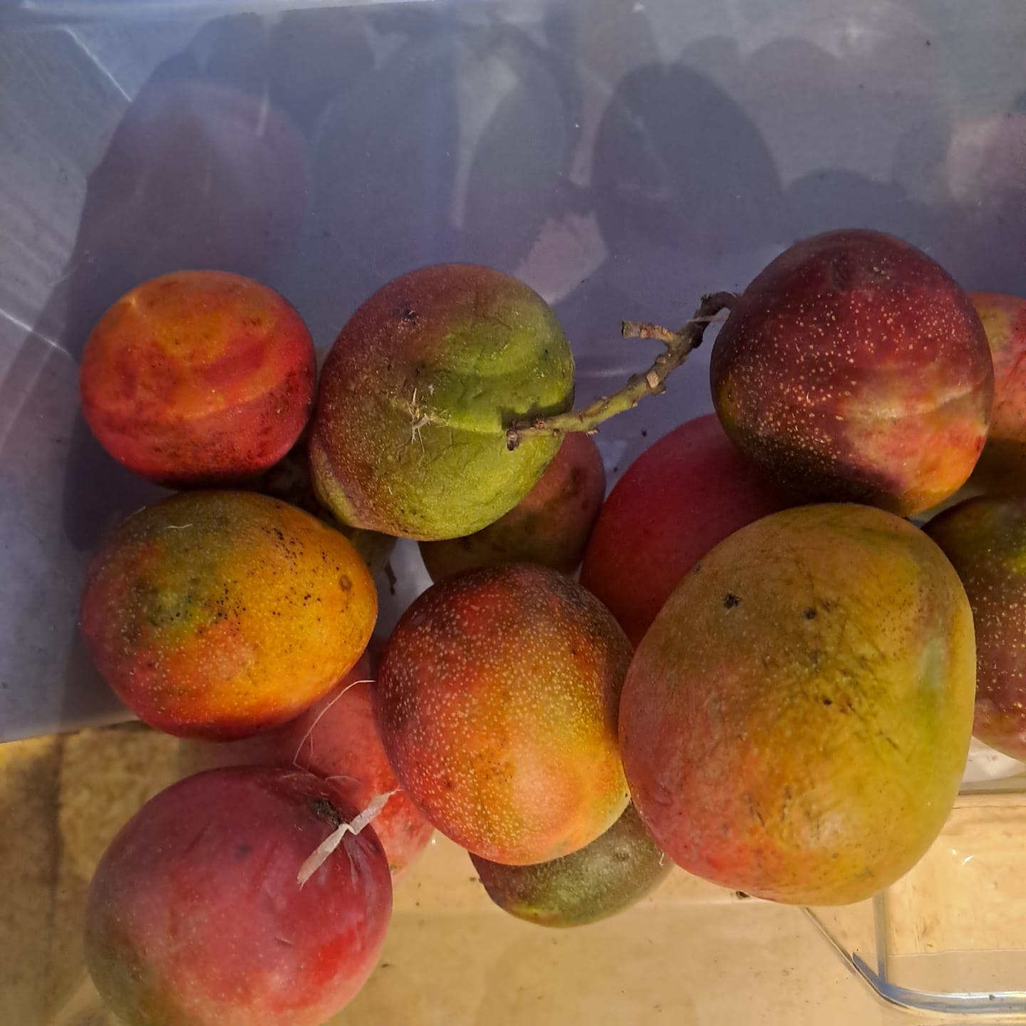 Customer photo review of Baby-Mango Mix "Wild Wonders" von Julian