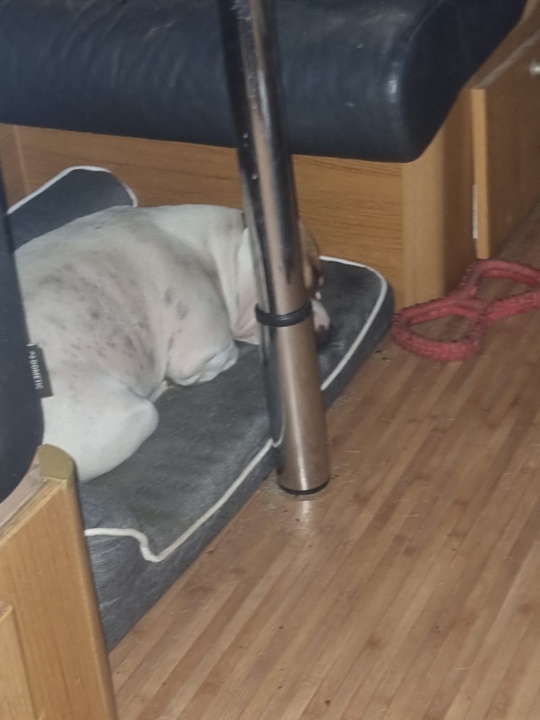 Customer photo review of Orthopedic Pet Bed Memory Foam With Cooling Gel