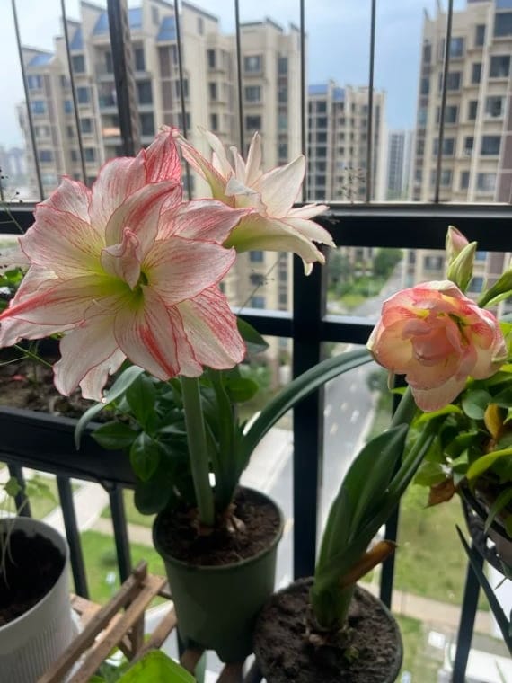 Customer photo review of ✨Labor Day Pre-Sale 45% OFF🌱Eco-Friendly Plantable Faith Seed Calendar 2027