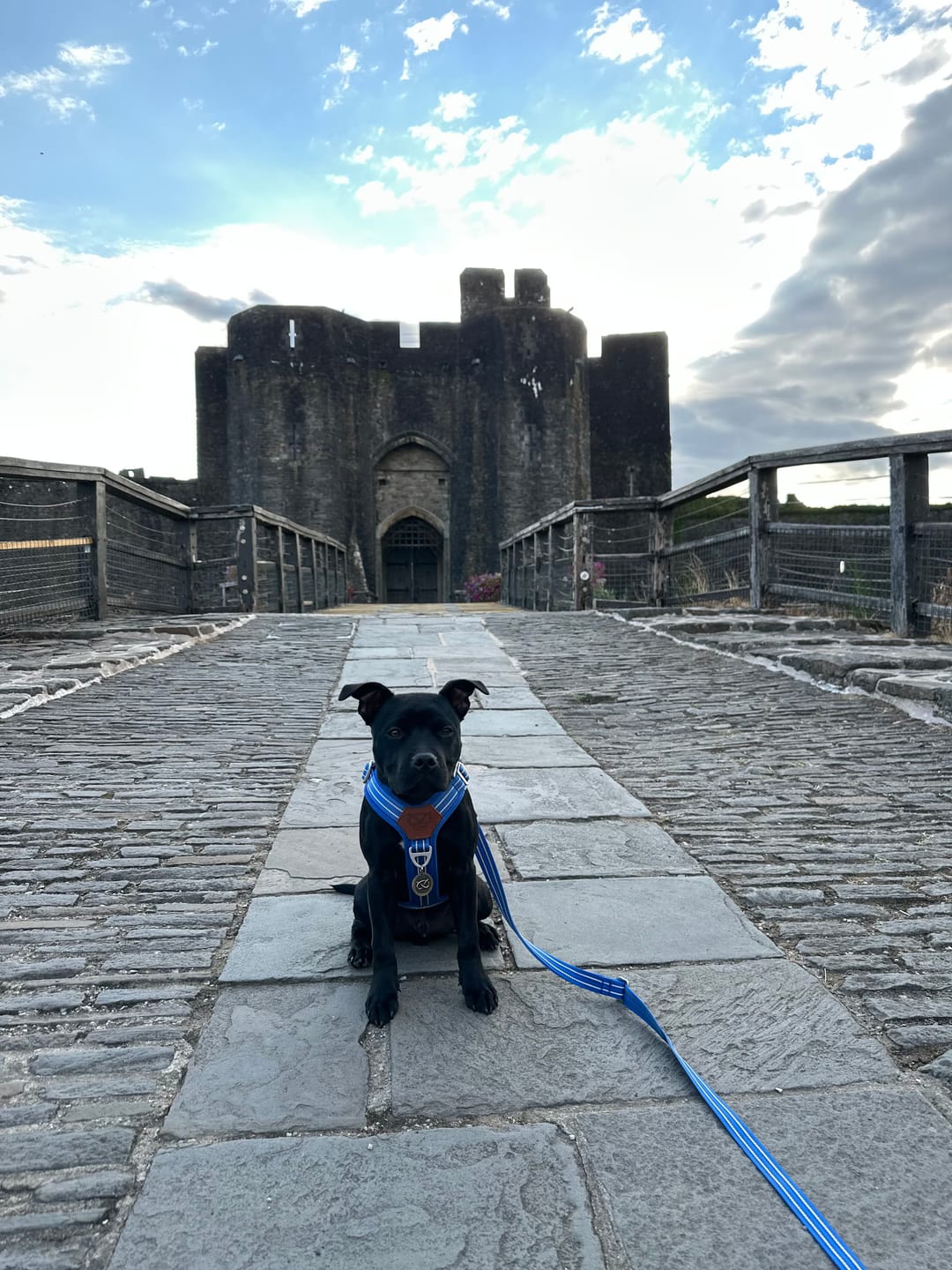 Customer photo review of Staffordshire Bull Terrier 1935® Harness & Leash Set - Denzell Edition - Royal Blue