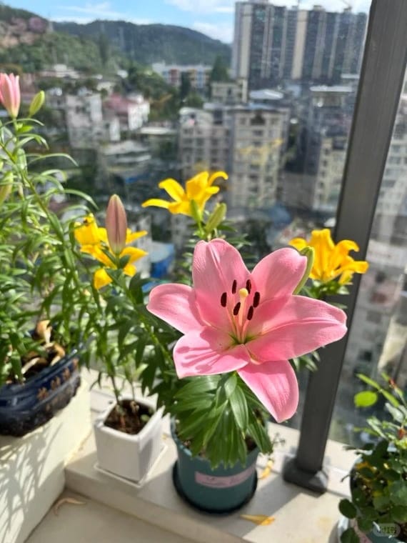 Customer photo review of ✨Labor Day Pre-Sale 45% OFF🌱Eco-Friendly Plantable ”Timeless“ Seed Calendar 2027