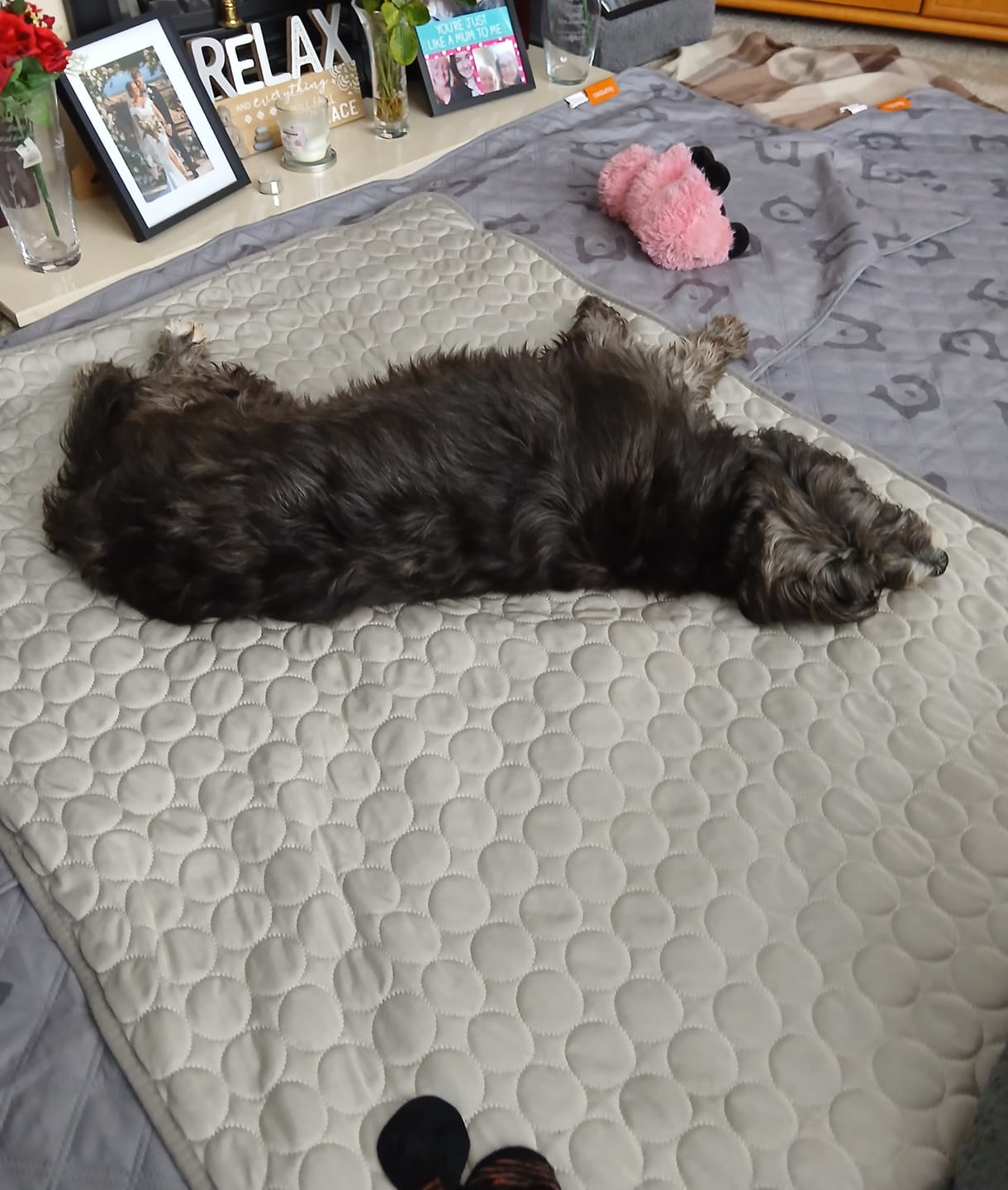 Customer photo review of The Ultimate Cooling Pet Mat