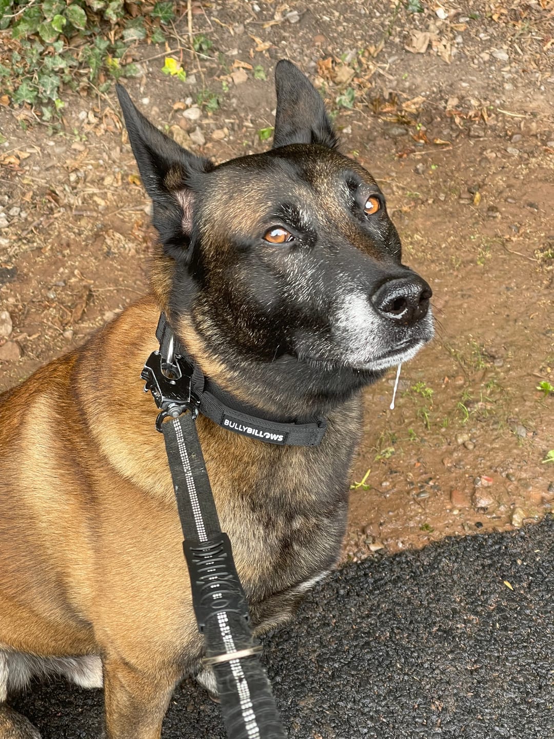 Customer photo review of 4cm Combat® Collar | With Handle & Secured Clip - Black