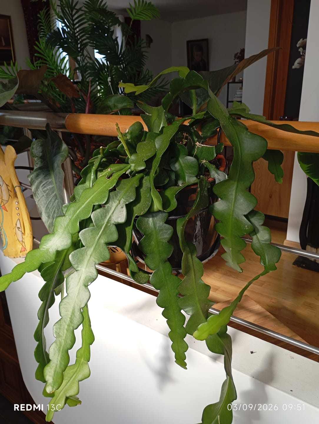 Customer photo review of Epiphyllum, Cacto sianinha, Selenicereus anthonyanus - FLOR VERMELHA