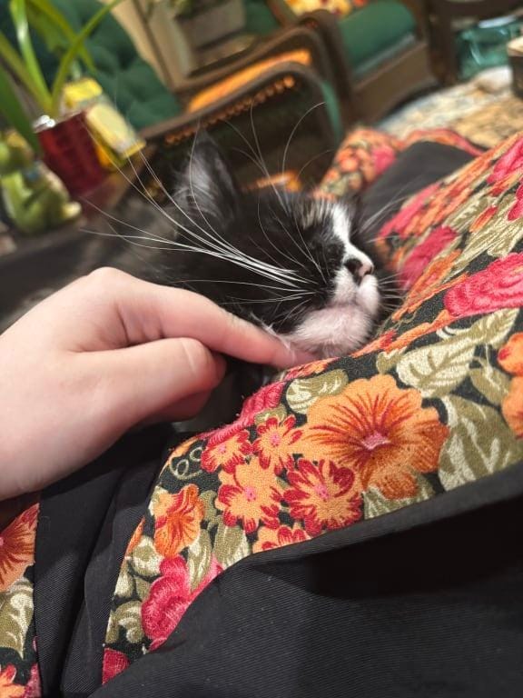 Customer photo review of Renya, la première friandise qui prend soin des reins de votre chat, bien avant les premiers signes