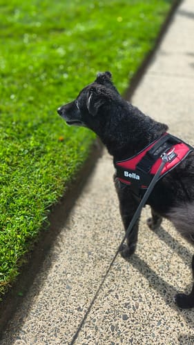Customer's black dog wearing a personalized red harness with 'Bella' printed on it while standing on a sidewalk.