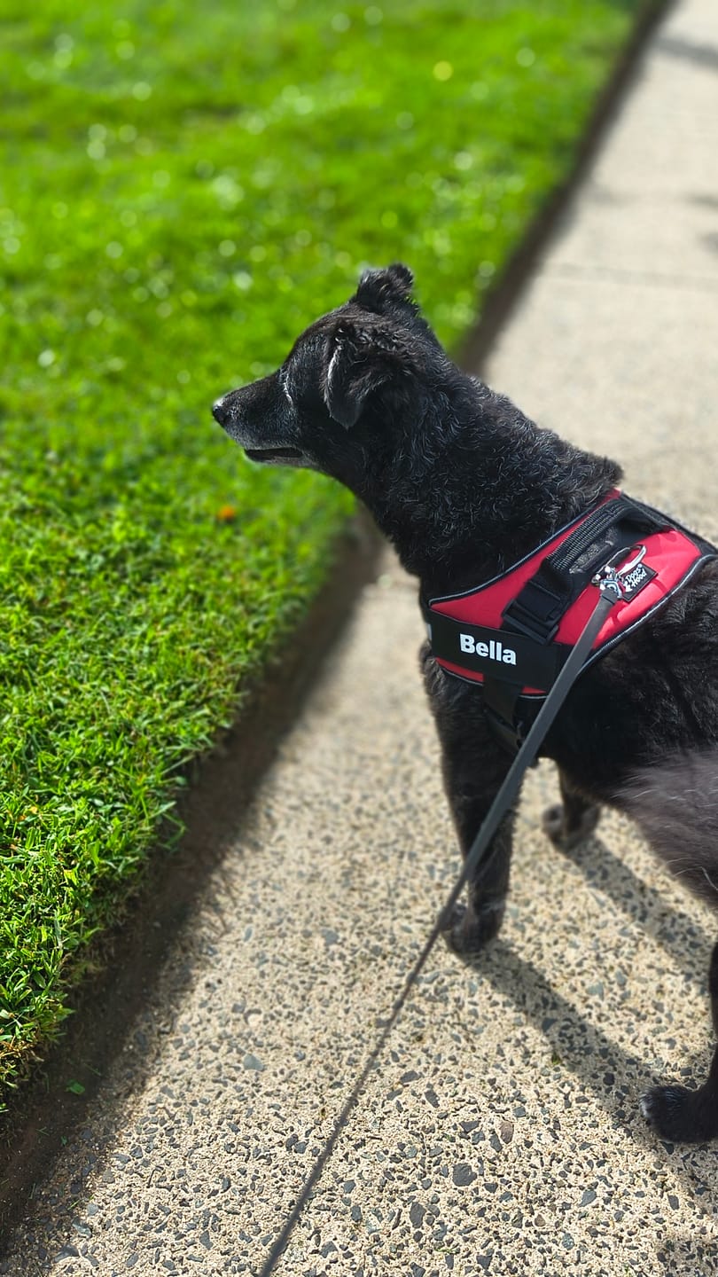 Customer photo review of Personalized Dog Harness