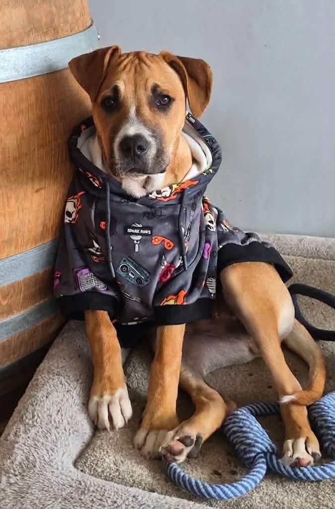 Customer photo review of Rock and Roll Dog Hoodie