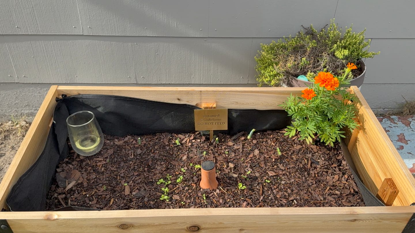 Customer photo review of 18″ x 36″ Deep Root Raised Garden Bed - 30″ TALL / Select Grade