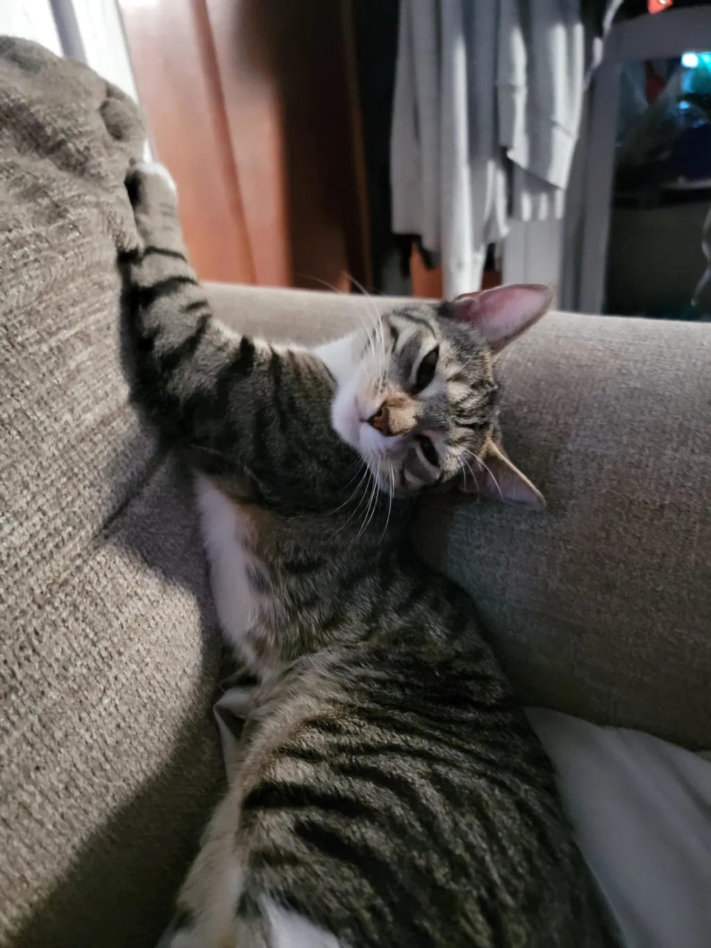 Customer photo review of Renya, la première friandise qui prend soin des reins de votre chat, bien avant les premiers signes