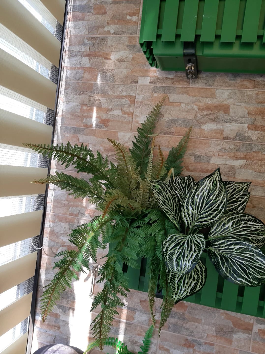 Customer photo review of Boston Fern Bush Set