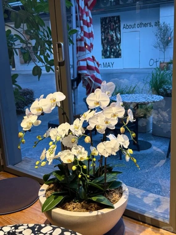 Customer photo review of ✨Labor Day Pre-Sale 45% OFF🌱Eco-Friendly Plantable ”Timeless“ Seed Calendar 2027
