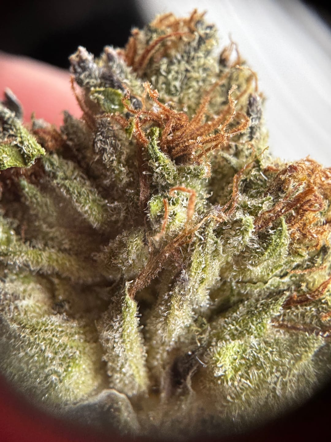 Customer photo review of Royal Gelato THCA Flower