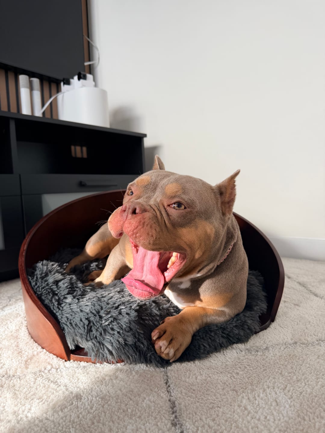 Customer photo review of Kuai Dog Bed Bent Wood Faux Fur Small Dark Brown