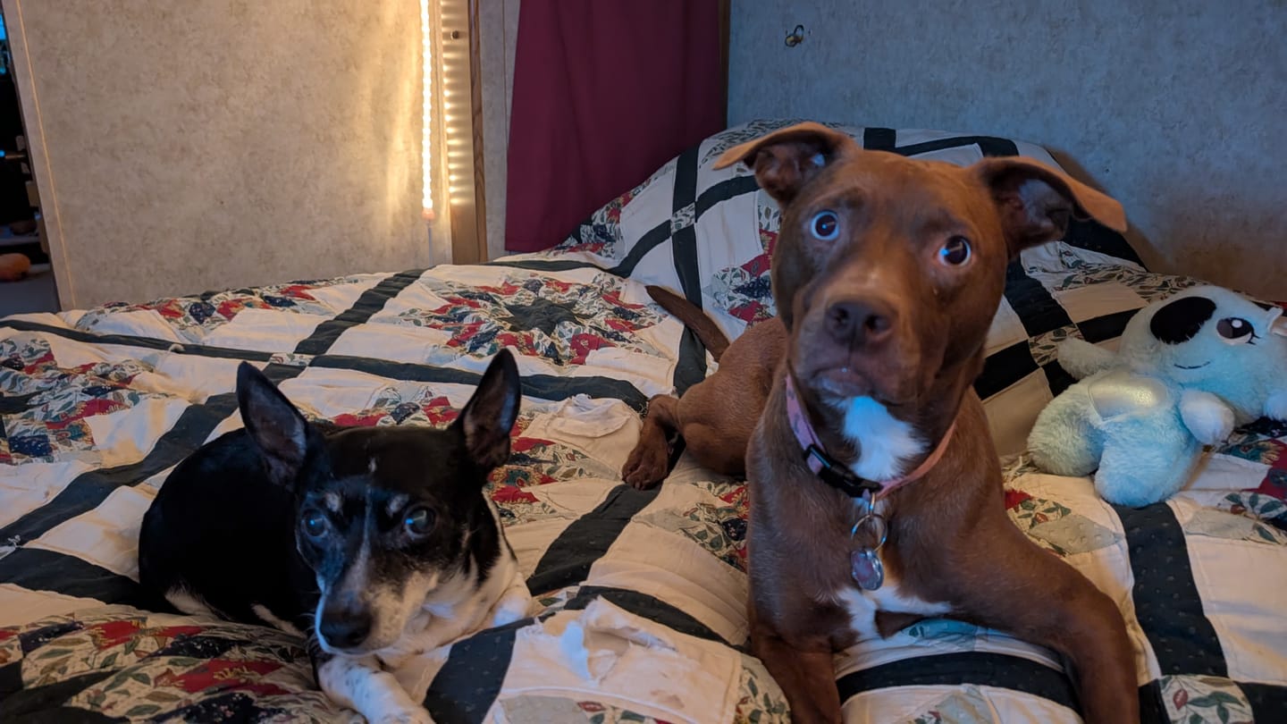 Customer photo review of FurLife™ - 12 Months All Natural Flea and Tick Tags for Dogs