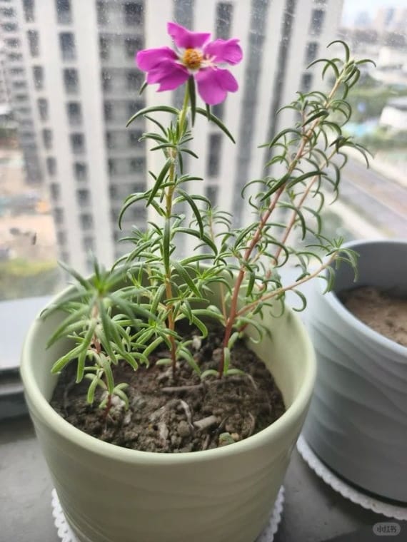 Customer photo review of ✨Labor Day Pre-Sale 45% OFF🌱Eco-Friendly Plantable Journey Seed Calendar 2027
