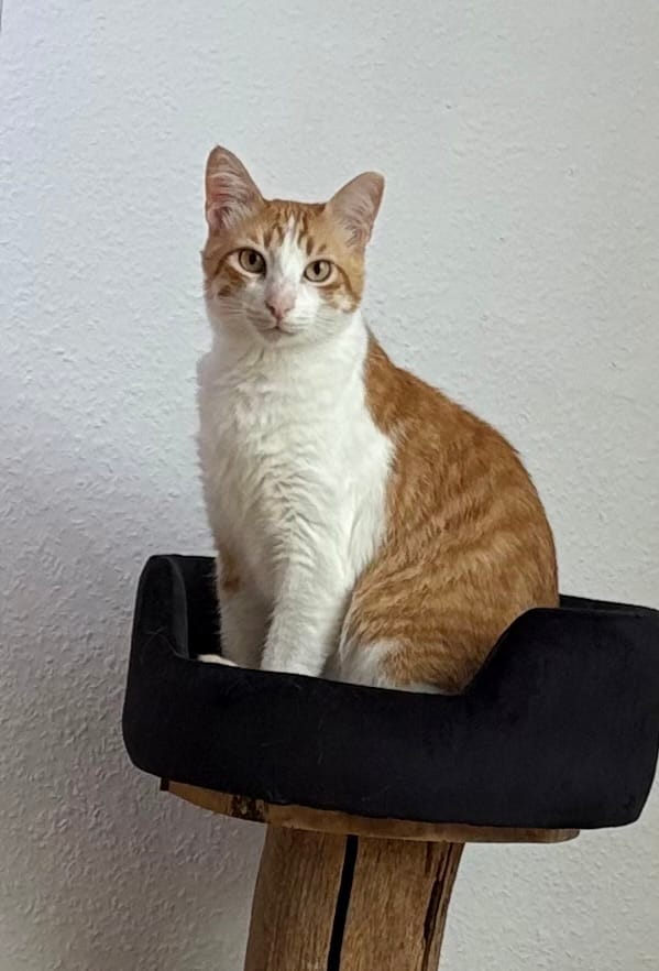 Customer photo review of Naturreines Katzenstreu Aktion