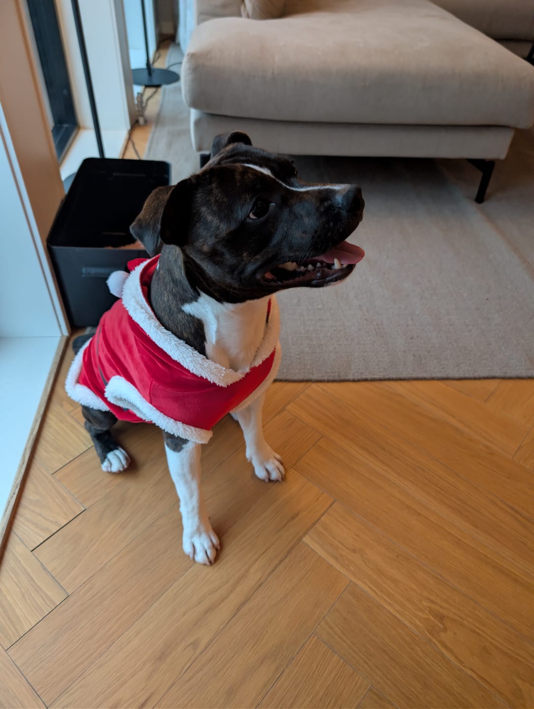Customer photo review of Staffordshire Bull Terrier 1935® Santa Suit