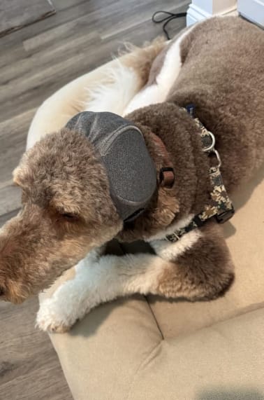 Customer photo review of Orejeras Antirruidos para Perros