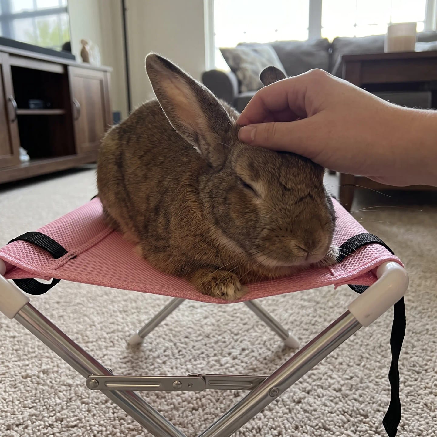 Customer photo review of Washpaws — Bunny Grooming & Care Chair