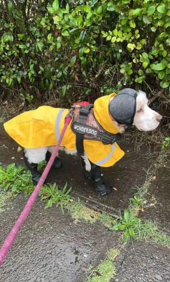 Customer photo review of Orejeras Antirruidos para Perros