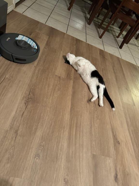 Customer photo review of Renya, la première friandise qui prend soin des reins de votre chat, bien avant les premiers signes