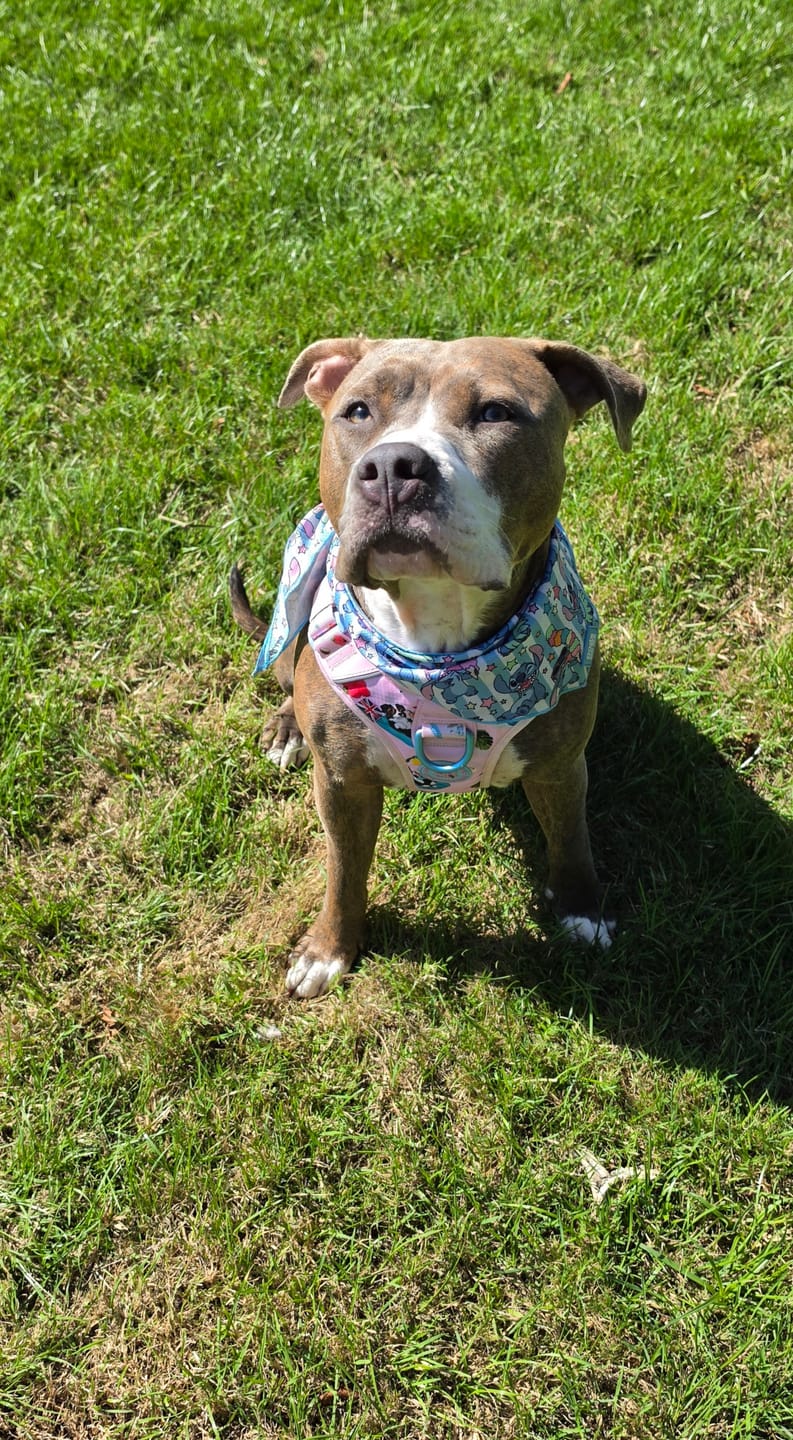 Customer photo review of Anti Pull Hurricane Harness Lighter | With Handle - BalmyBillows Pink
