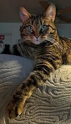 Customer photo review of Purina Pro Plan FortiFlora Cat Probiotic – 30 Sachets for Digestive Support