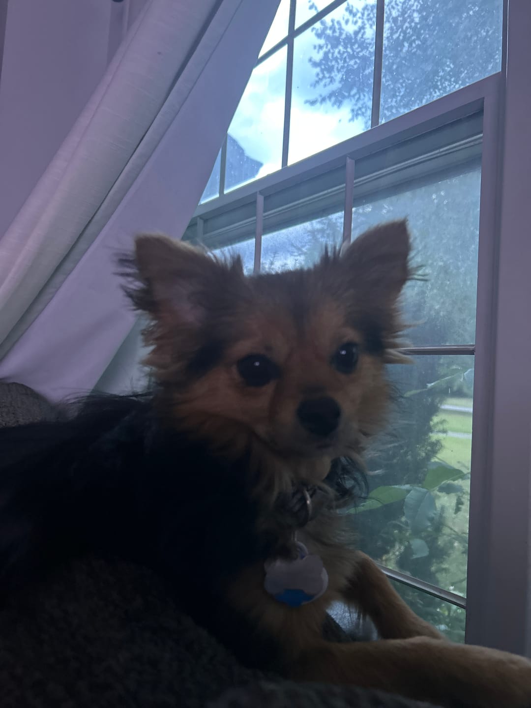 Customer photo review of Seresto Flea & Tick Collar for Dogs – 8-Month Protection