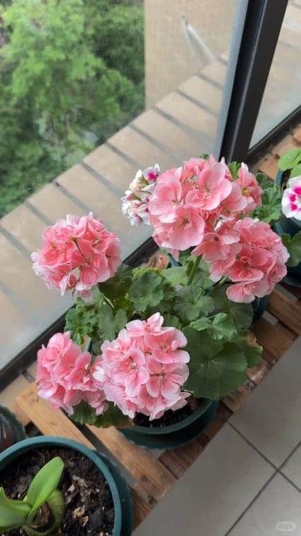 Customer photo review of ✨Labor Day Pre-Sale 45% OFF🌱Eco-Friendly Plantable ”Timeless“ Seed Calendar 2027