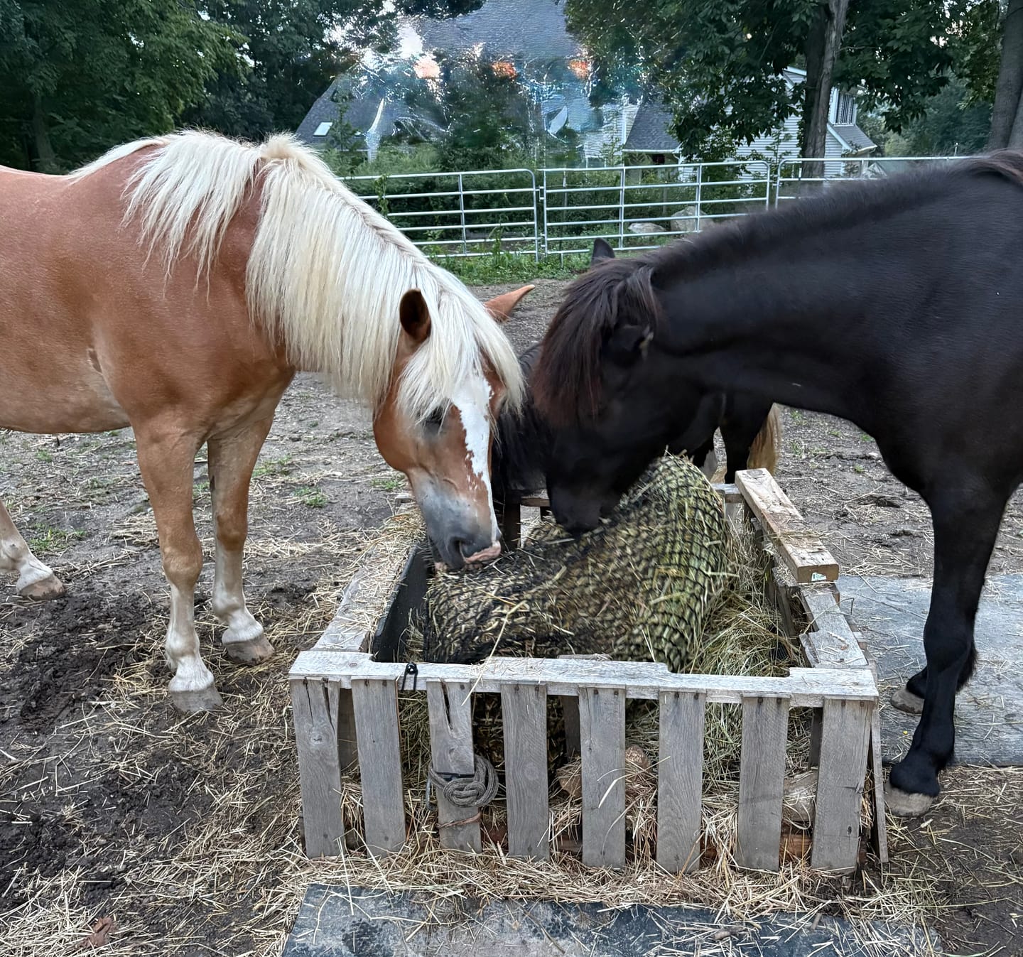 Customer photo review of Timothy Orchard Grass Hay 1st Cut (2026 Crop) Grass Hay (Buy More - Save More)(Includes delivery too!)