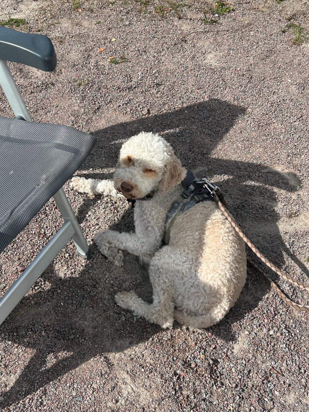 Customer photo review of Wurmtest Pro Hund Sparpaket