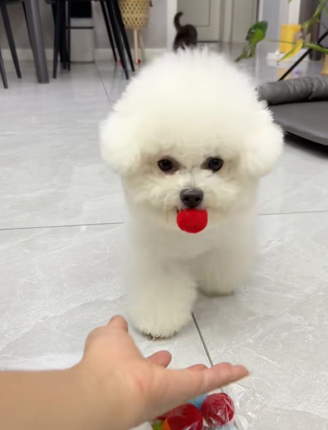 Customer photo review of Calming Puff Launcher (100 x soft fuzzy puff balls)