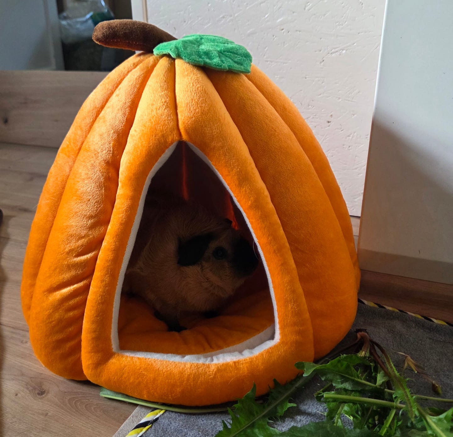 Customer photo review of 🏠🎃 Kürbishaus – Das Kuschelparadies für deine Meerschweinchen