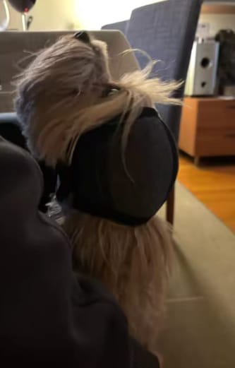 Customer photo review of Orejeras Antirruidos para Perros