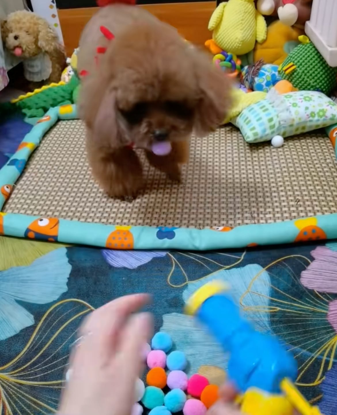 Customer photo review of Calming Puff Launcher (100 x soft fuzzy puff balls)