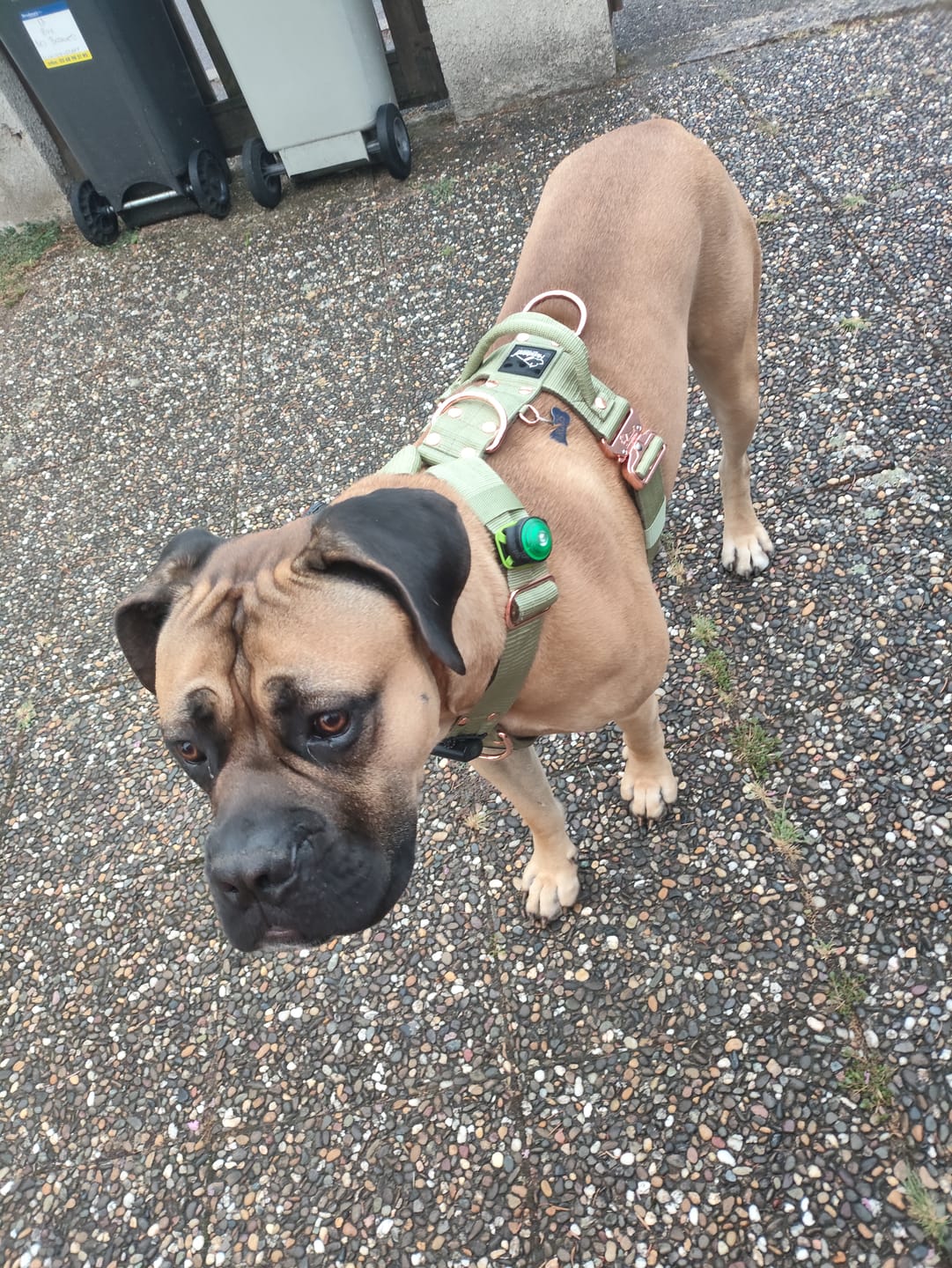Customer photo review of Easy Walk Extreme Rose Olive Green - Sele med snabbspänne