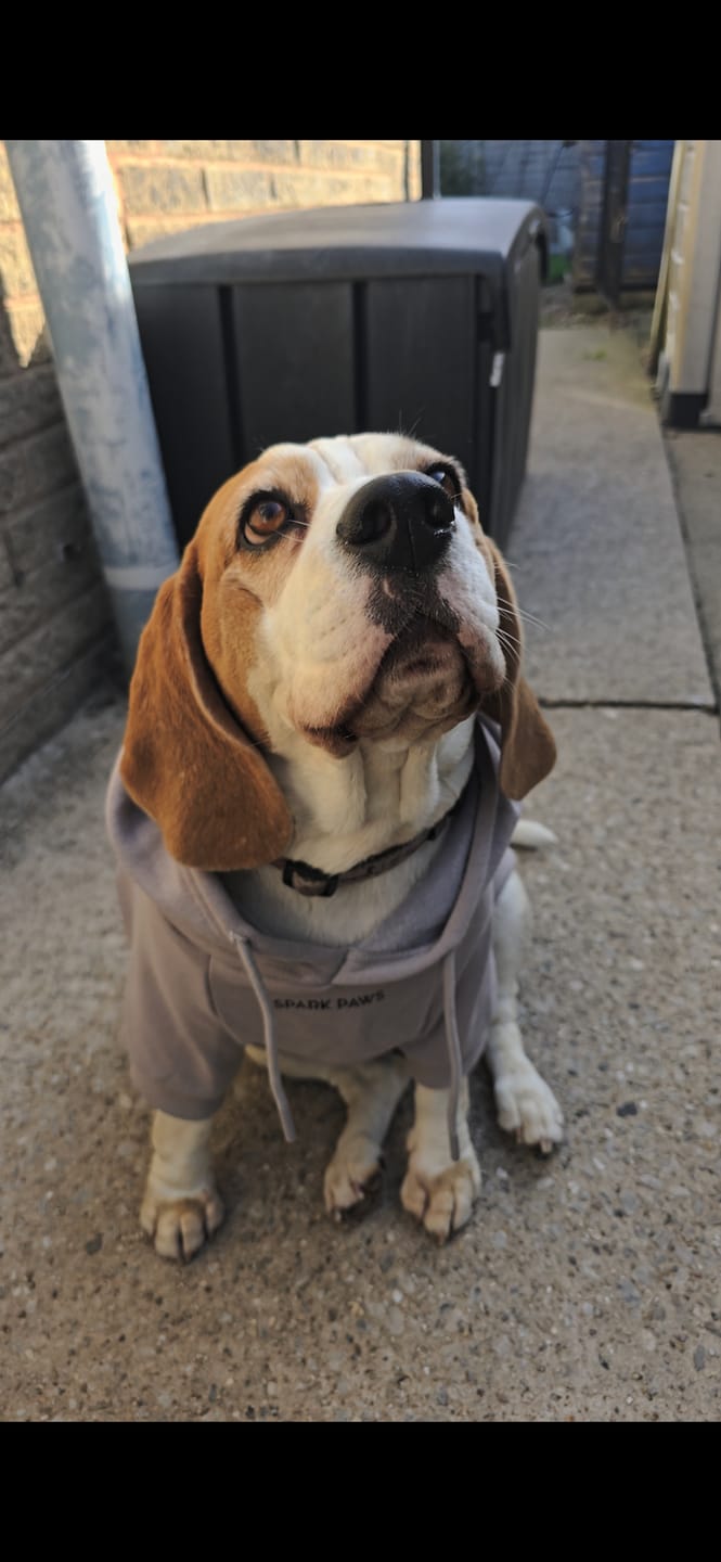Customer photo review of Essential Dog Hoodie - Clay