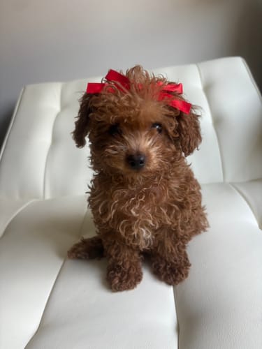 Customer photo review of Bow Charm Collection