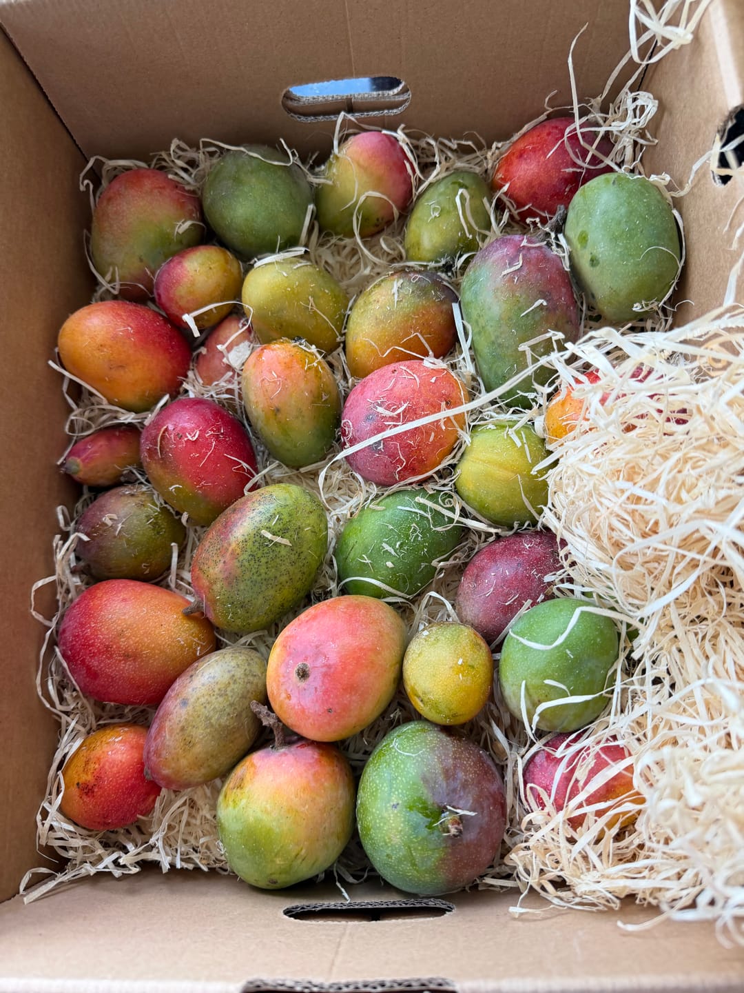 Customer photo review of Mini-Mango von Juan 3kg Retterbox %