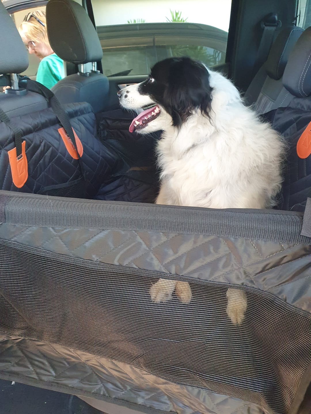 Customer photo review of 🐶Paw Protect - Hard Bottom Single Seat Cover