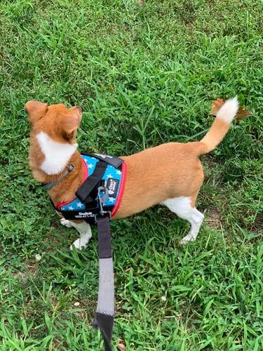 Customer's small brown dog wearing a blue star-patterned Personalized Dog Harness while walking on grass.