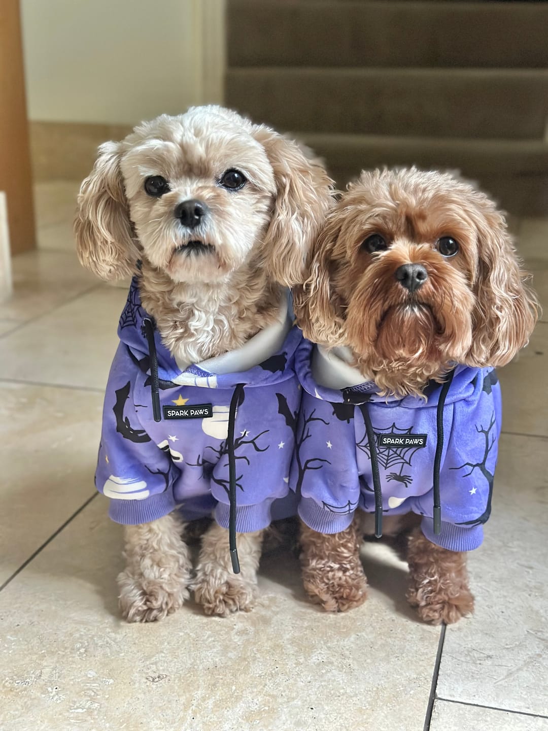 Customer photo review of Halloween Dog Hoodie - Purple (2)