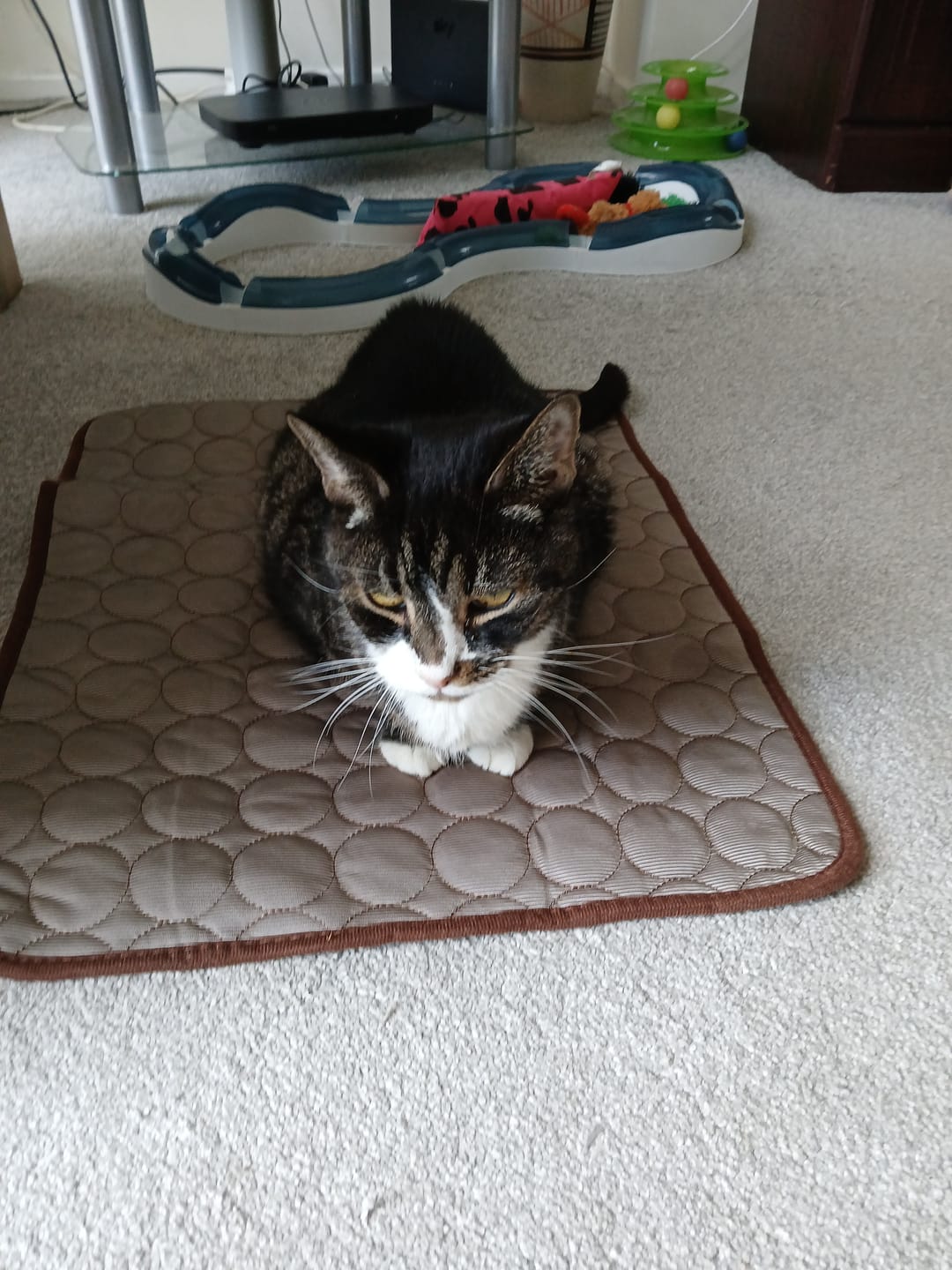 Customer photo review of The Ultimate Cooling Pet Mat