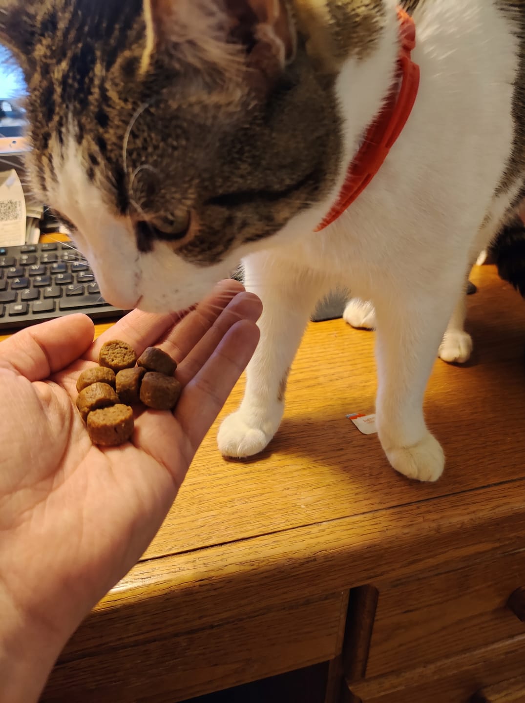 Customer photo review of Renya, la première friandise qui prend soin des reins de votre chat, bien avant les premiers signes